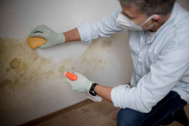 Best Industrial Mold Remediation in Hunters Creek Village, TX