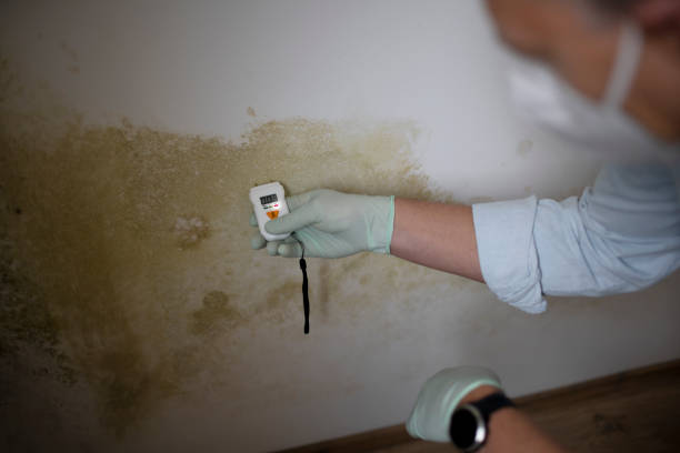 Best Black Mold Remediation in Hunters Creek Village, TX