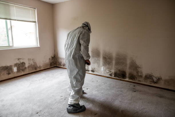 Best Post-Flood Mold Remediation in Hunters Creek Village, TX