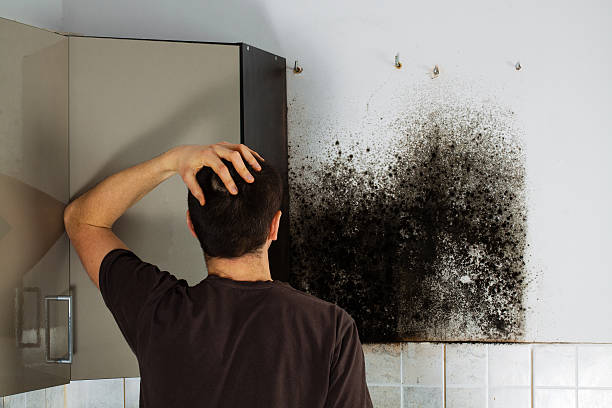Best White Mold Remediation in Hunters Creek Village, TX